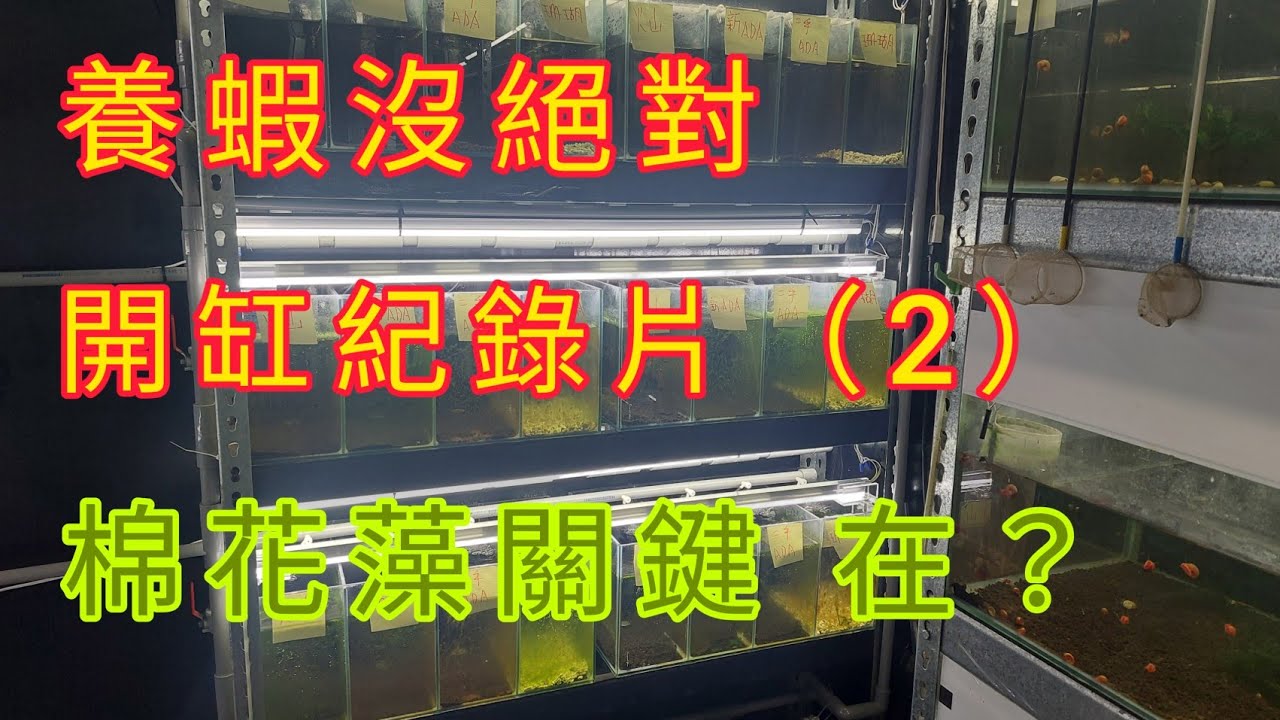 蝦缸 開缸紀錄二 棉花藻也來了  這是....