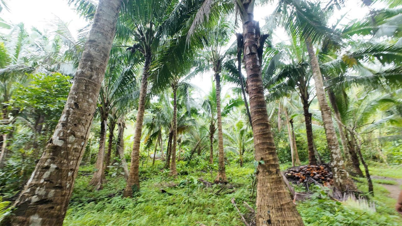 Farm Lot for Sale❗❗ 3.5 hectares #farmlotforsale #propertyforsale #investment #farmlot @MikeeDantes 