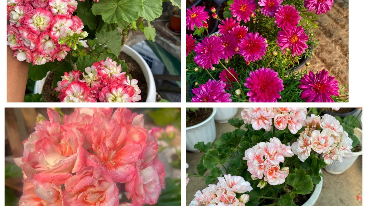 GERANIUM | FUSIA  | Pangpar Repot dan #flower #geranium #fusia #mizoram #mizo #garden