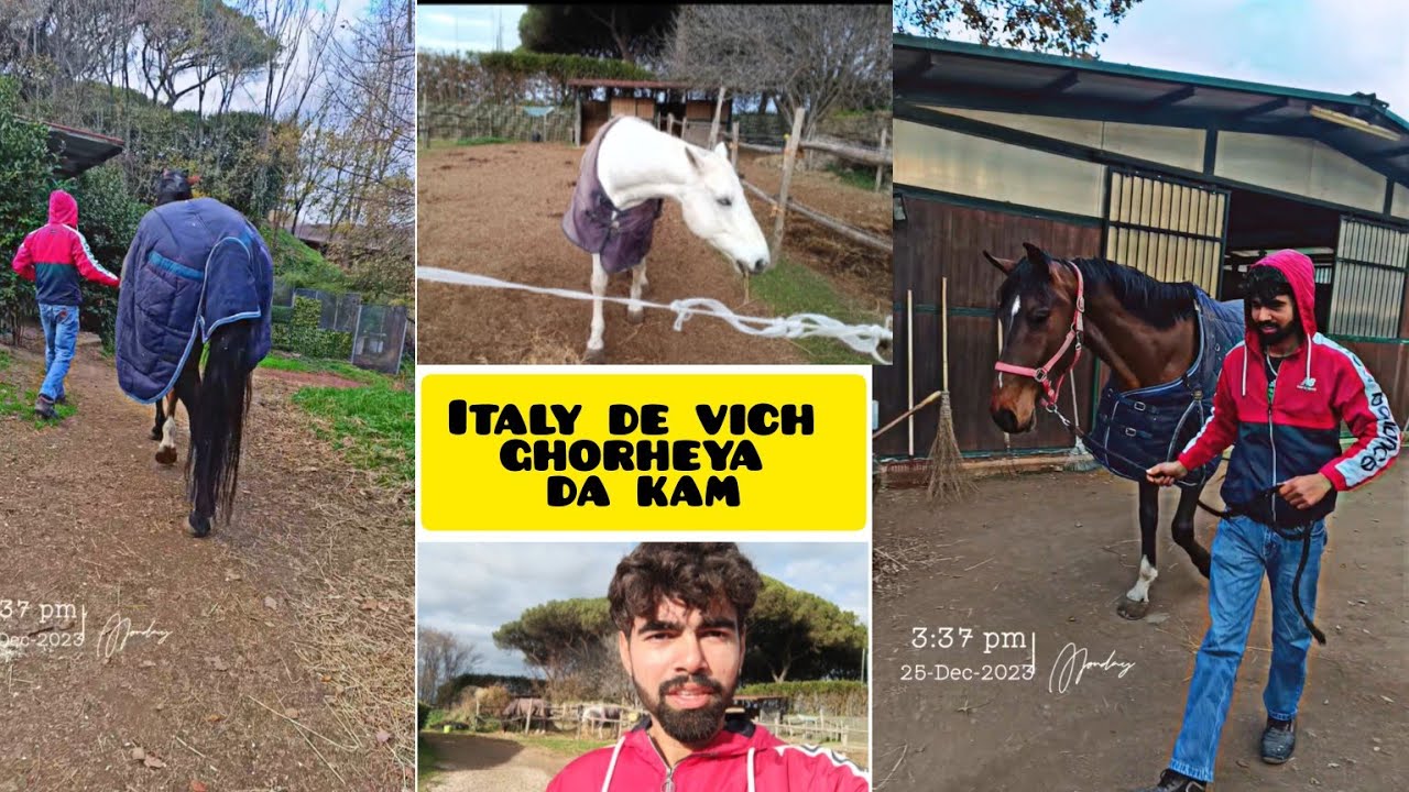 horses work in Italy // punjabi in Italy// kam kiwe milda italy vich dekho eh video