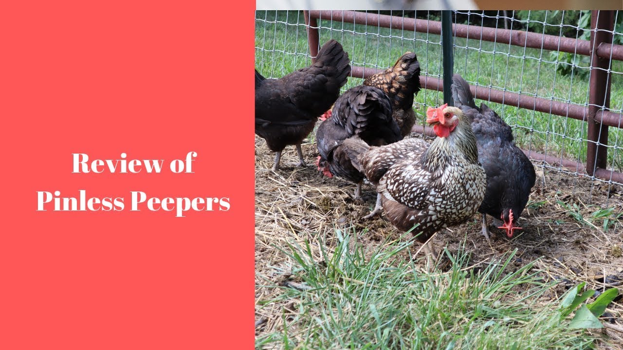 DO PINLESS PEEPERS REALLY WORK??