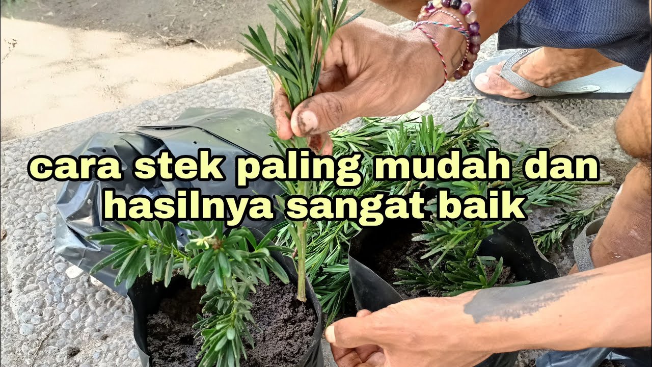 Cara stek tanpa media dan hasilnya sangat luar biasa