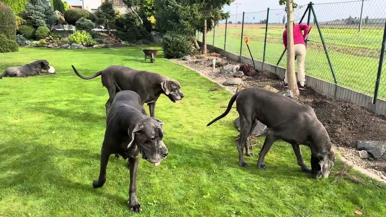 Great Dane Blue 12.10.2025 - 2
