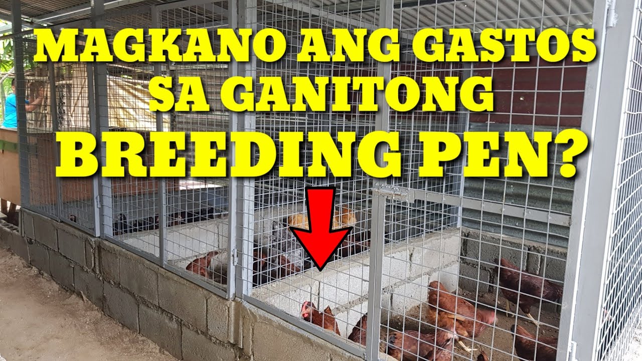 MAGKANO ANG GASTOS SA ATING BREEDING PEN?|FREE RANGE CHICKEN FARMING|BUHAY PROBINSYA