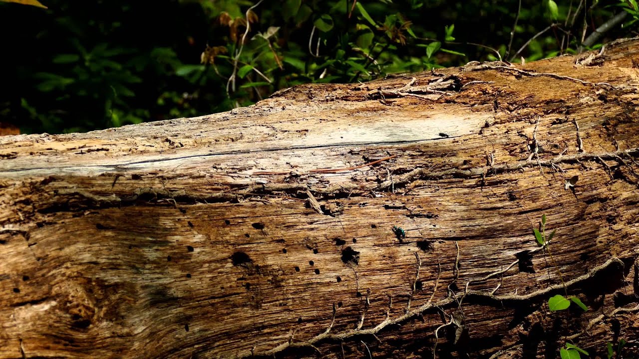 One Minute Nature Scene