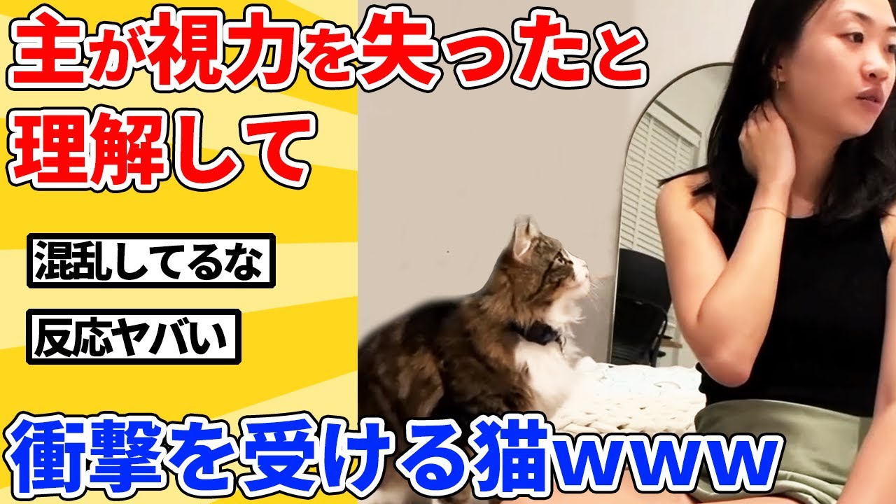【2ch動物スレ総集編】飼い主の目が見えてないことに気付いた猫の反応ｗｗｗｗｗ