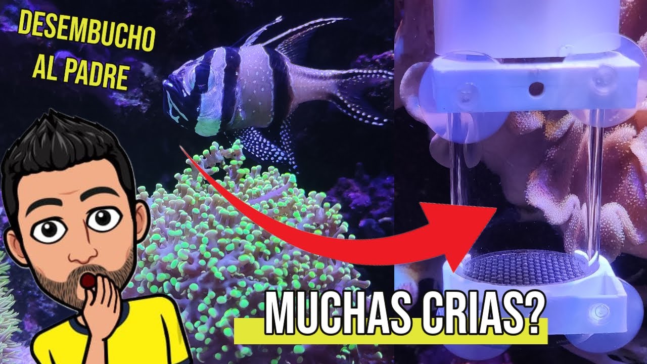 Desembucho crías peces Pterapogon Kauderni  | Cardenal de Bangai