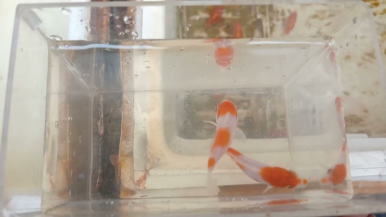 Ikan koki kohaku