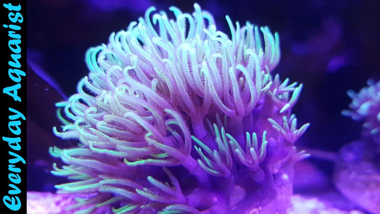Possibly The BEST Beginner Reef Tank | FLUVAL FLEX 123l 32.5G SALTWATER Aquarium