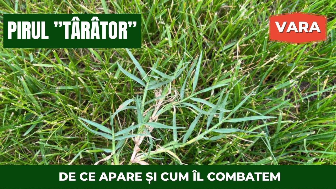 Pirul târâtor din gazon. Ce condiții favorizează apariția pirului? Cum îl combatem? semintegazon.ro