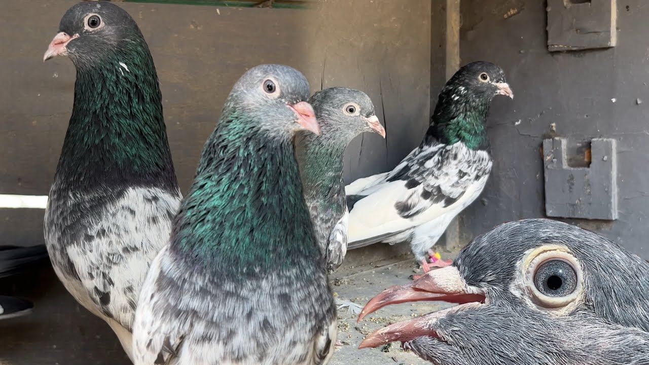 Banka kabootar or ferozpuri kabutaro ki pehchan || dono main fark kiya hy || Memorable video