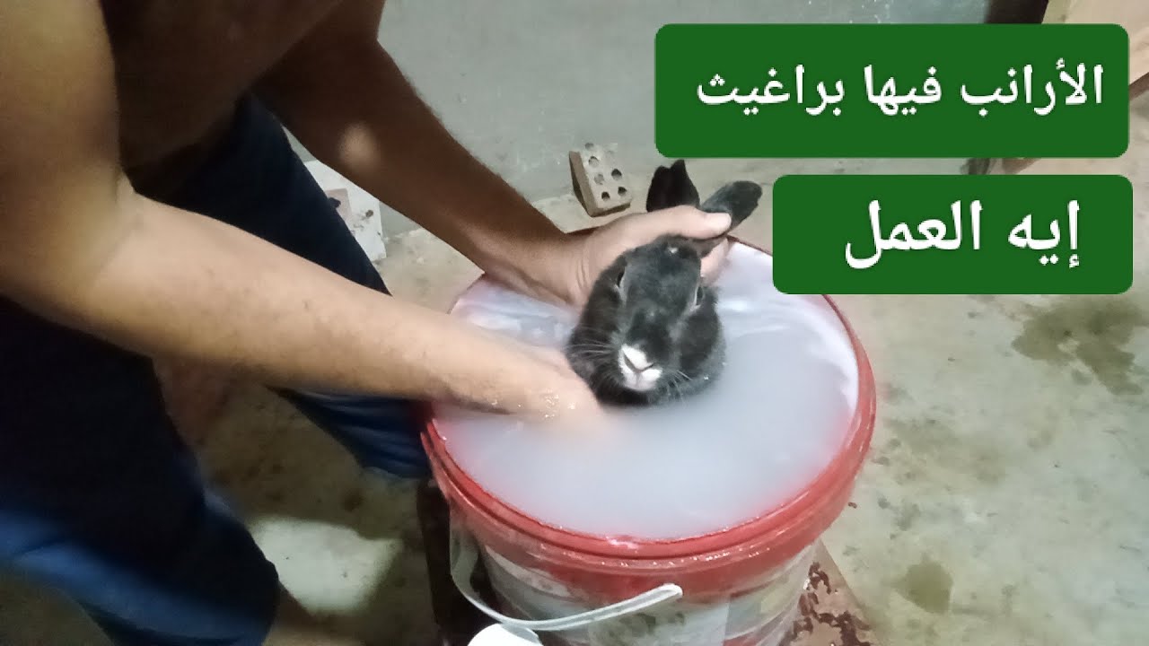 بكل بساطه علاج البراغيث عند الأرانب
