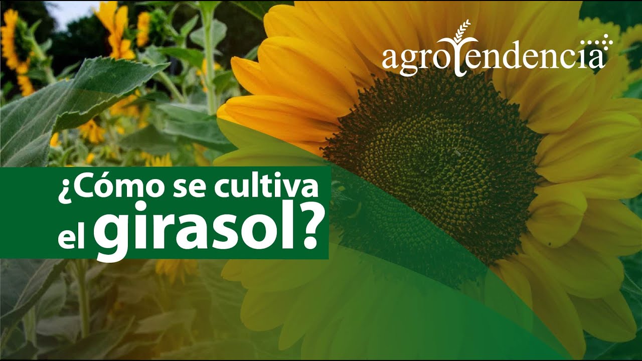 El Girasol 🌻 Cultivo y procesamiento de subproductos