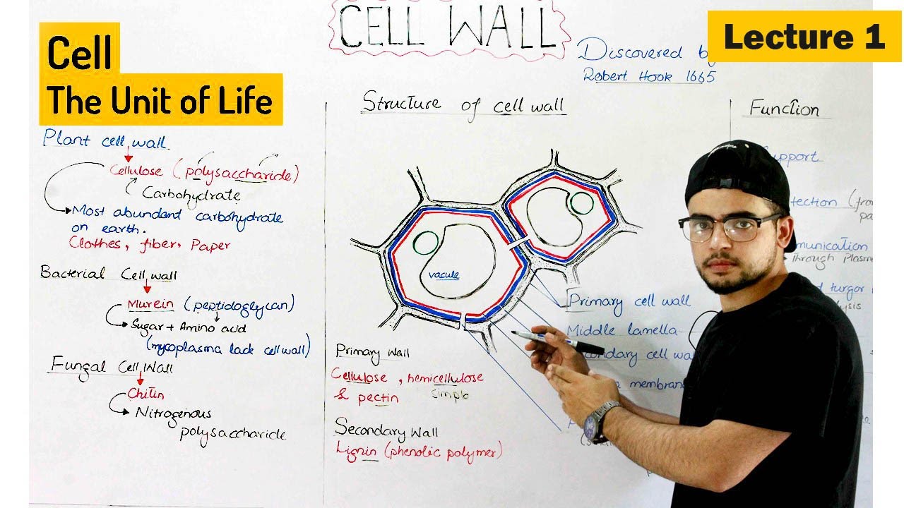 Cell wall | structure composition and Functions (plant cell wall)| Video 1