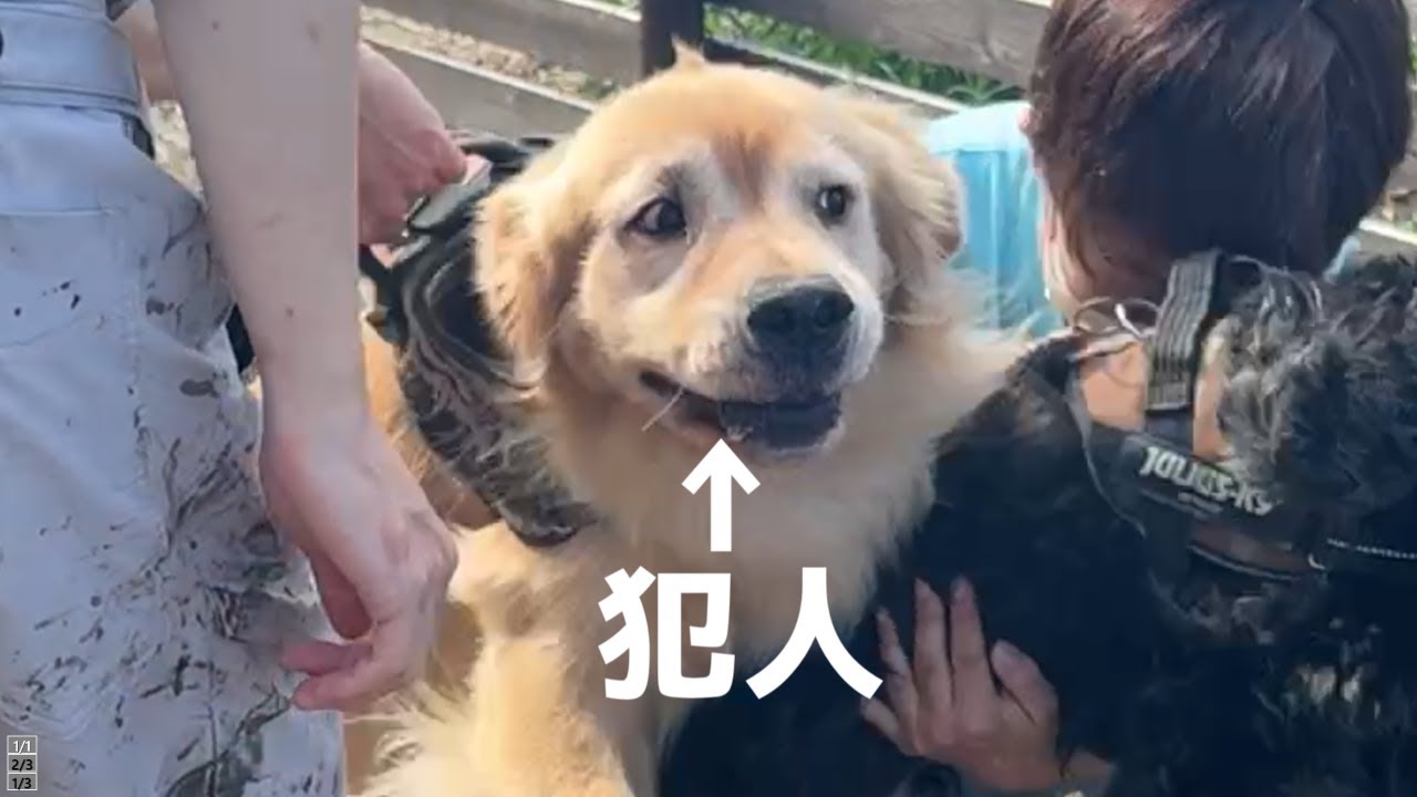 大型犬の喜びに応えると飛ぶのでご注意ください！