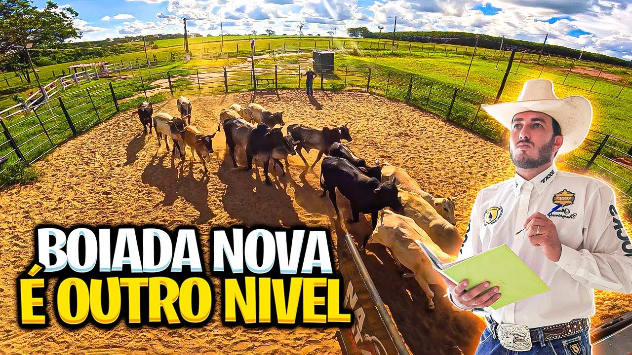 SAFRA NOVA 2026