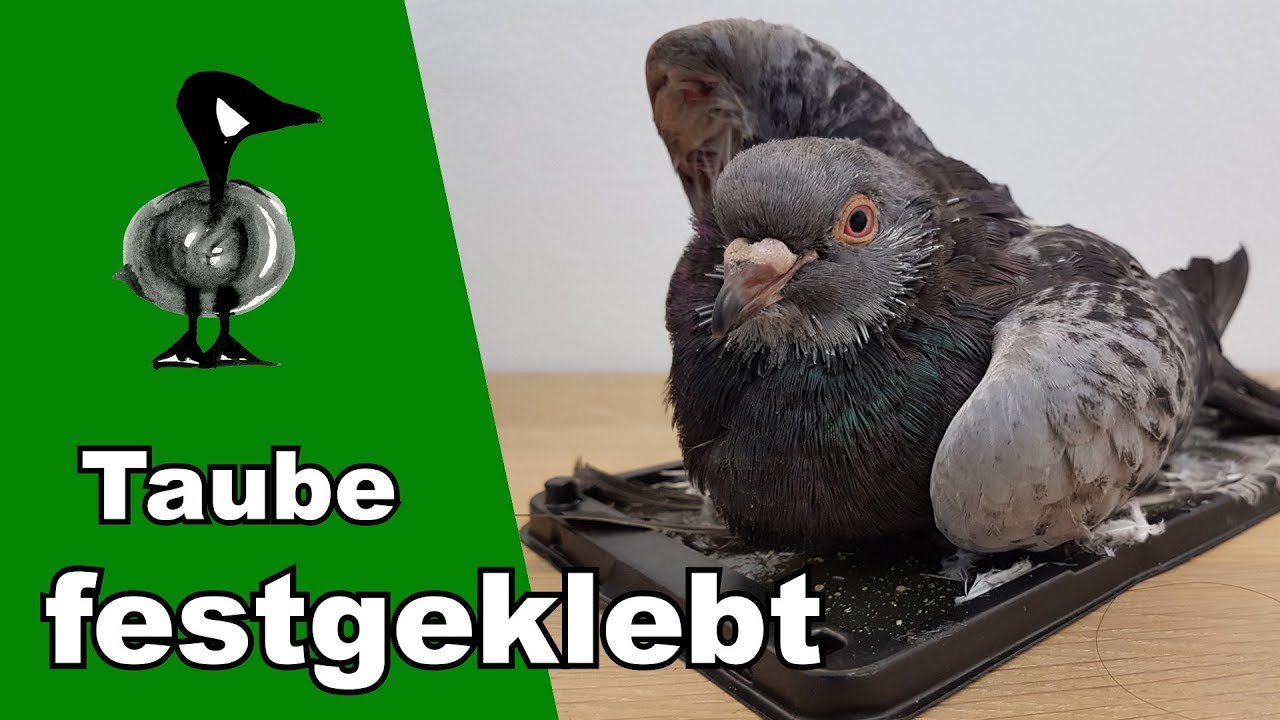 Taube festgeklebt und 22 weitere Einsätze - Tiernotruf #228
