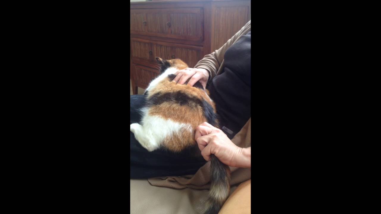 Massage des tensions du dos du chat