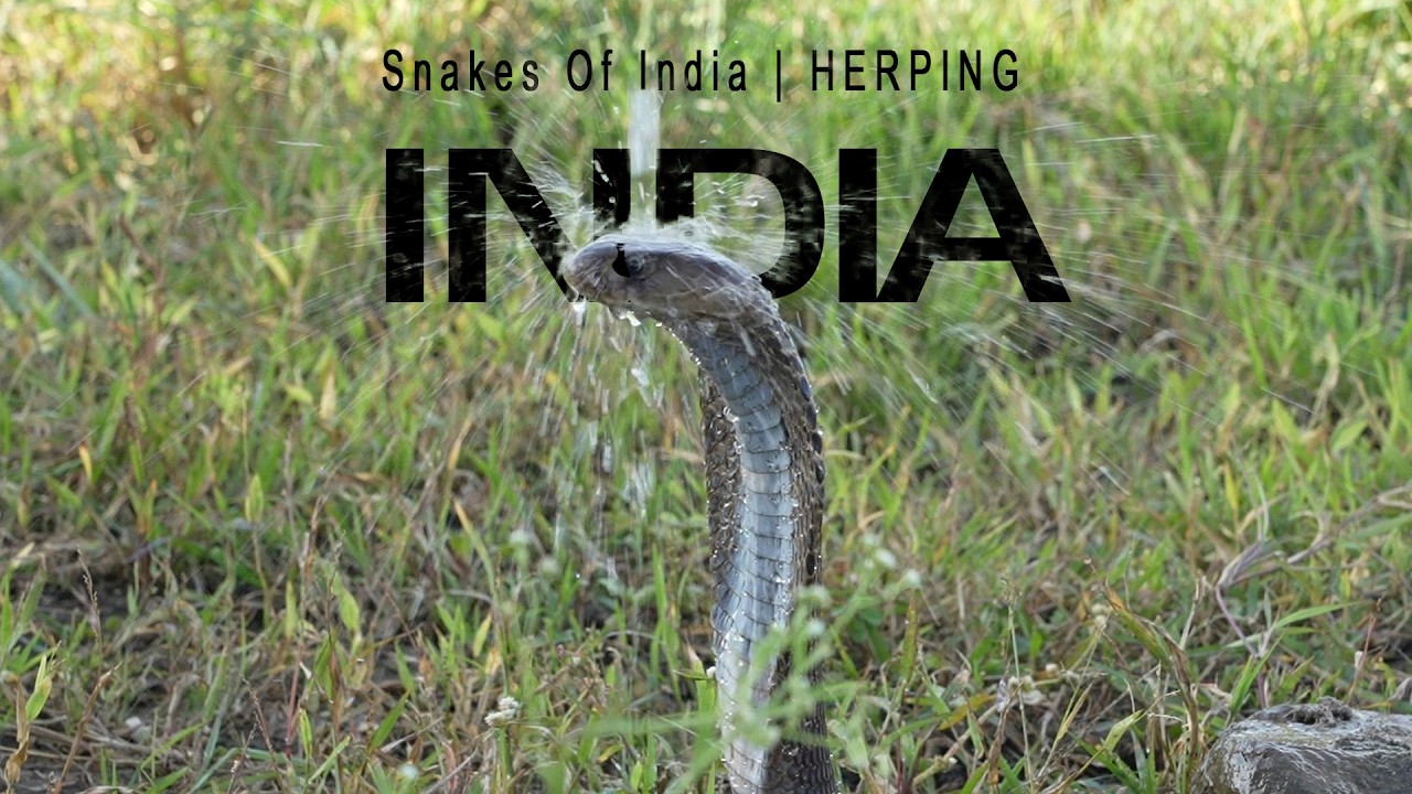 Snake of India | Herping | Part-1