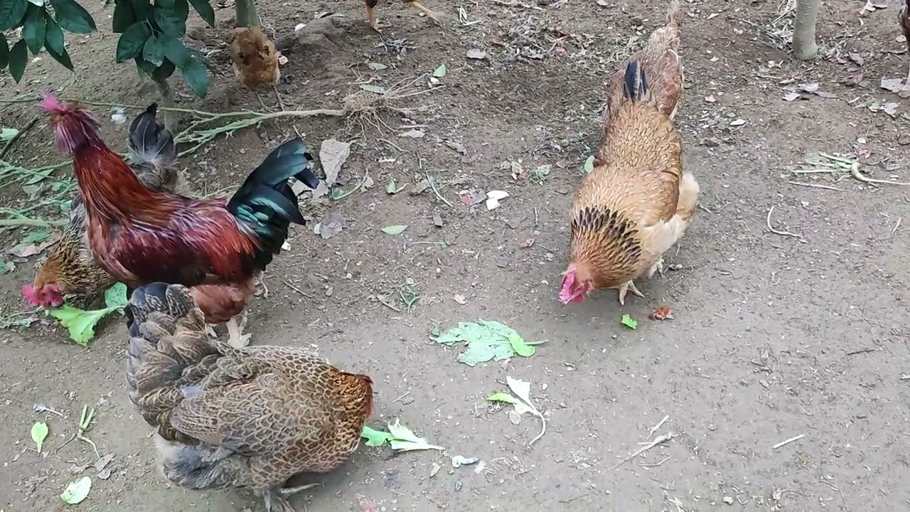 :🌱🐔 Garden Greens & Happy Chickens