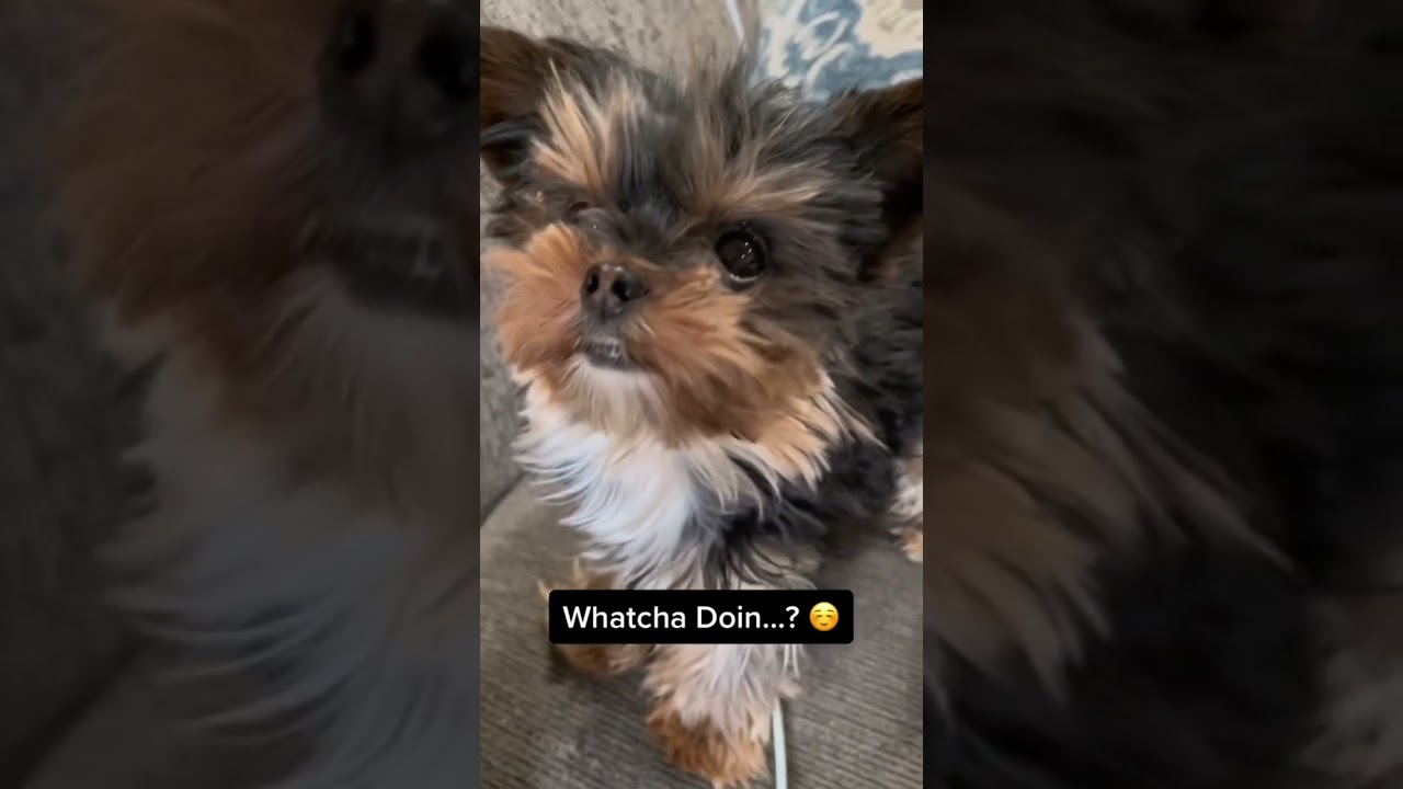 Cute Yorkie Puppy - Dog of the Day - Dog Lovers - Adorable Baby - Whatcha Doin&hellip;?