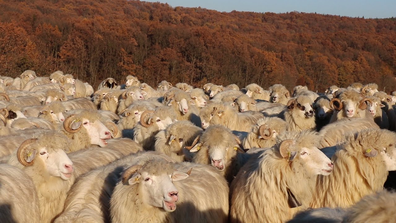 În vizită la Ferma VERDE NDN | O turmă foarte frumoasă de oi BALE - video 2021