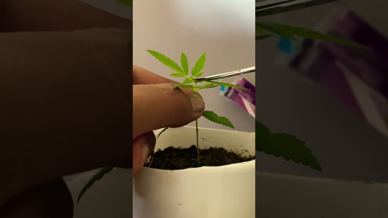 Como fazer poda top !                                #cultivo #skittles  #cannabismedicinal #indoor