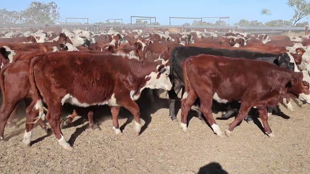 Coralton Backgrounder Heifers 3rd June 1