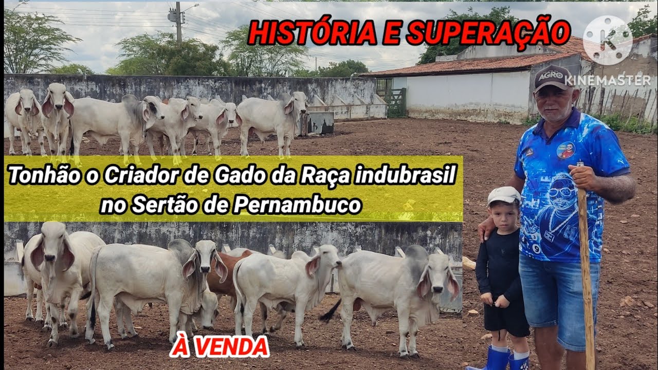 TONHÃO O MAIOR CRIADOR DE GADO DA RAÇA INDUBRASIL CONTA SUA HISTÓRIA 