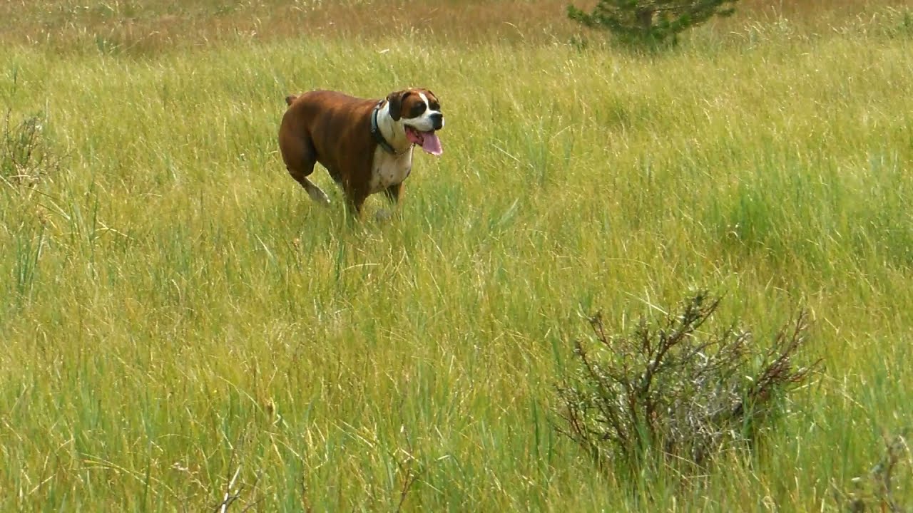 Beautiful Brindle Boxer Hunting In Tall Grass.