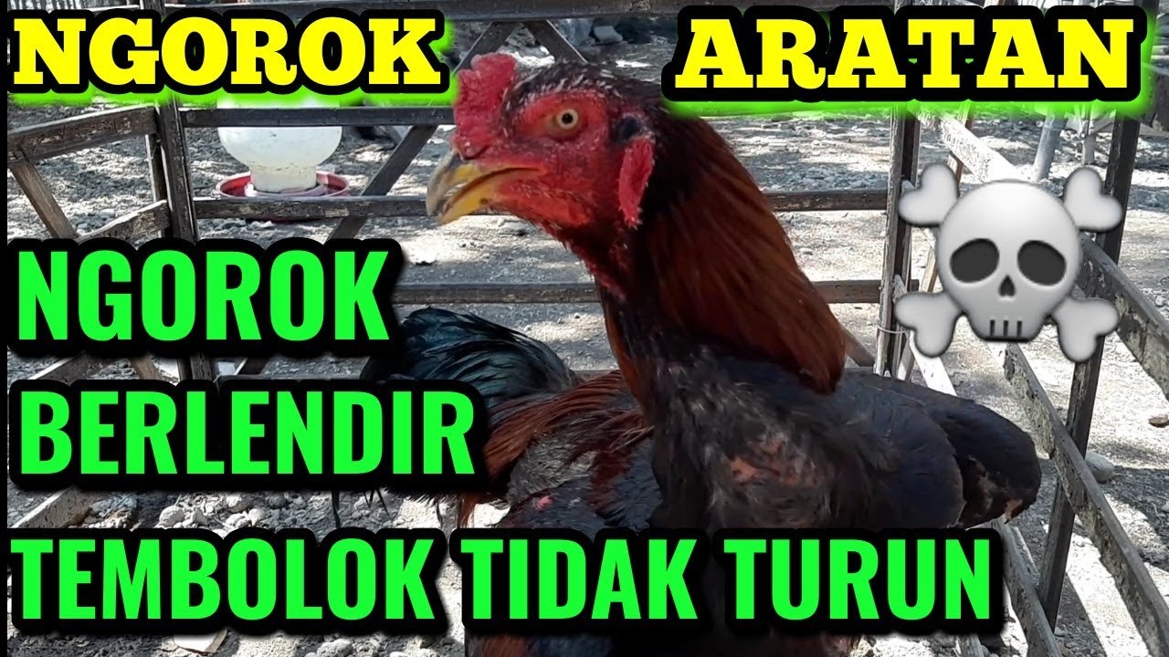 Cara Mengobati Ayam Ngorok || Ngorok Aratan