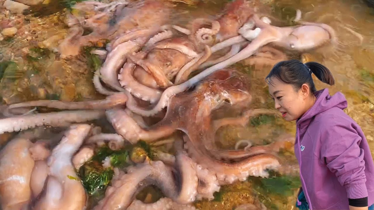 【ENG SUB】小章赶海，海滩上章鱼到处乱爬，海星堆积成山！还有好几只赤甲红！