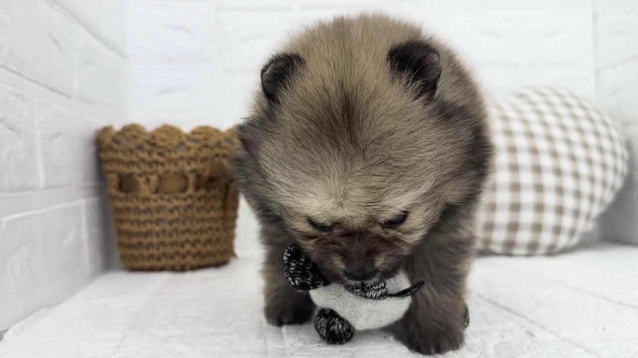 200671　ポメラニアン　♀　ペットショップ犬の家＆猫の里　豊川インター店