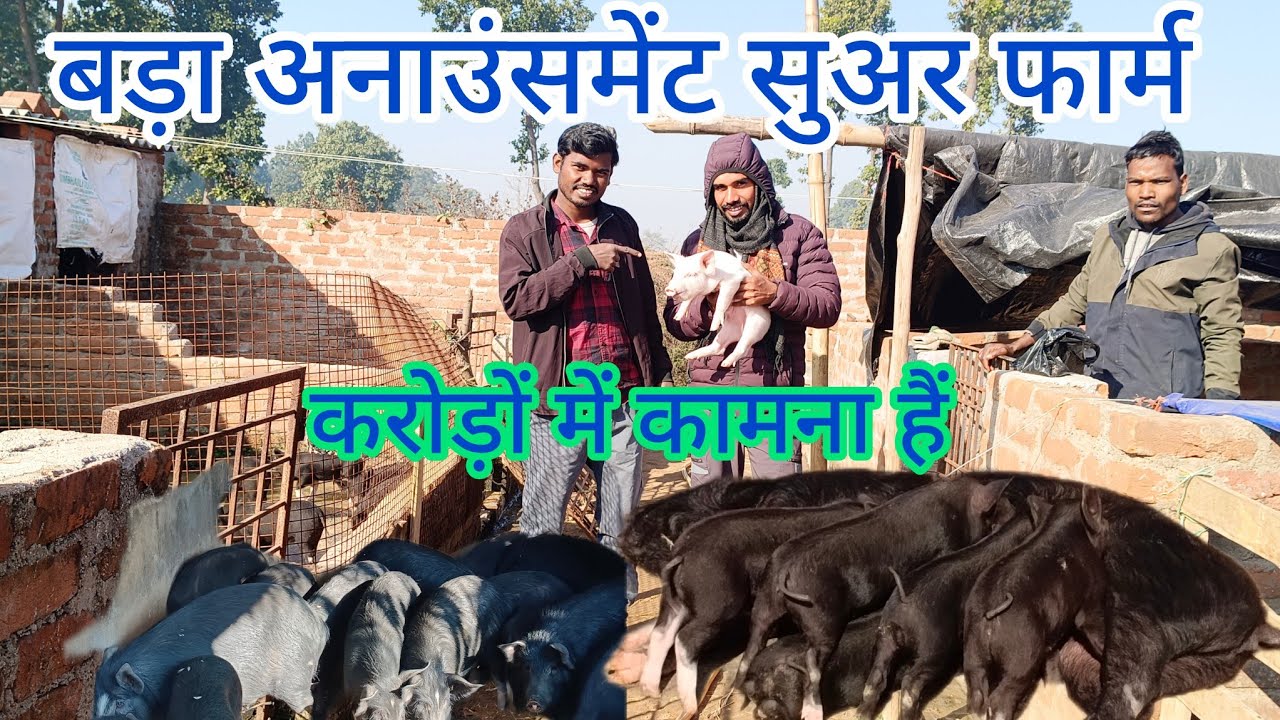 बड़ा अनाउंसमेंट सुअर फार्म करोड़ों में कामना है Big announcement pig farm is wished in crores