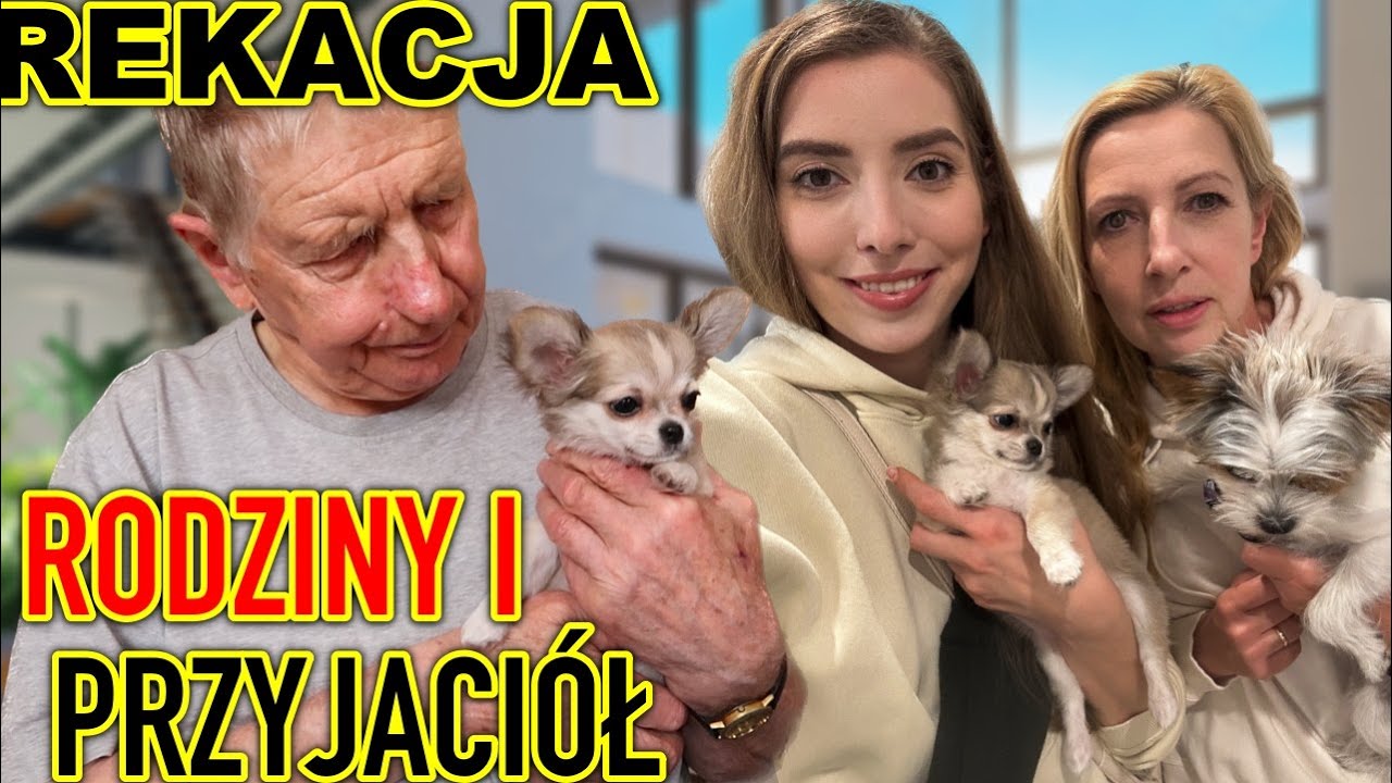 Reakcja rodziny i przyjaciół na nowego pieska chihuahua