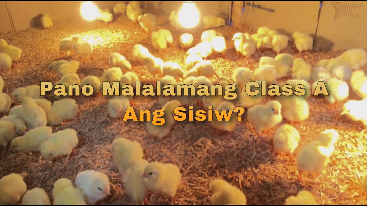 Pick up DOC, Making Brooding, at Anong Klase ng Sisiw ang Dapat Bilhin?