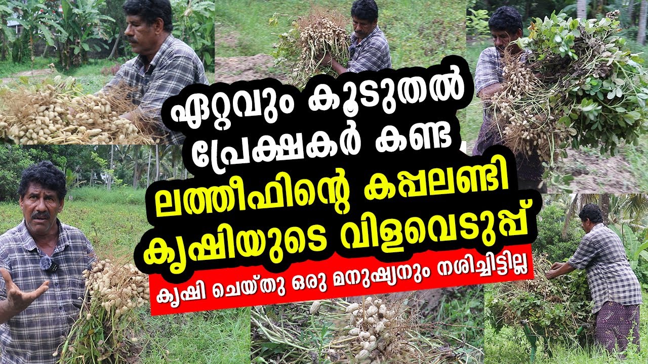 വേരിനകത്ത് കപ്പലണ്ടി മുളക്കില്ല എന്ന് പറഞ്ഞപ്പോൾ വിശ്വസിക്കാത്തവർക്കായി Peanut Farming