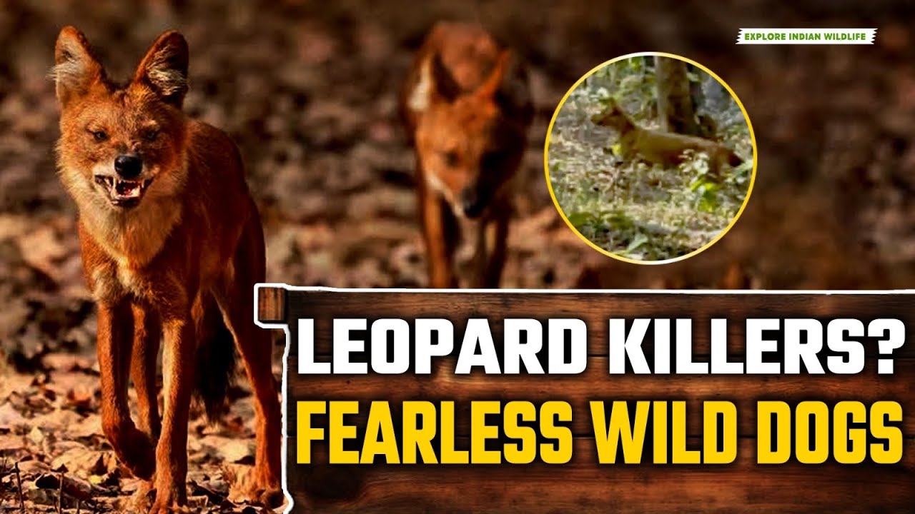 Leopard vs. Wild Dogs: The Most Brutal Encounter in Pench National Park | Jungle Drive
