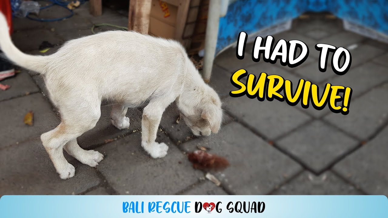 Lone Puppy Dumped at Market to Survive on her own