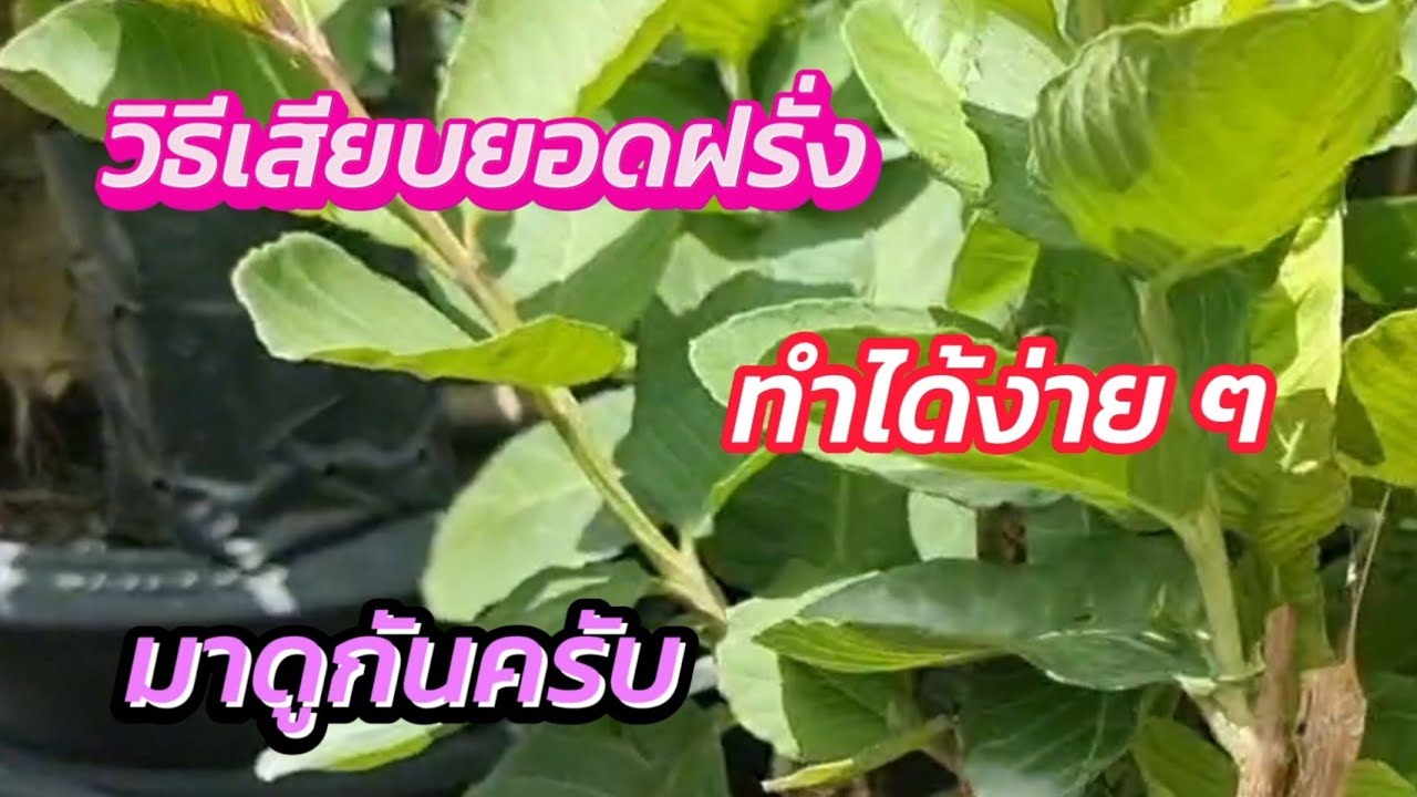 วิธีเสียบยอดฝรั่ง ทำได้ง่าย ๆ