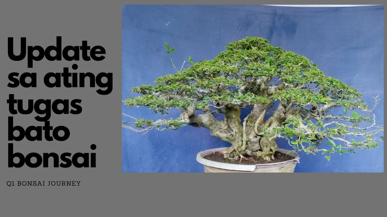 TUGAS BATO / VITEX PARVIFLORA UPDATE