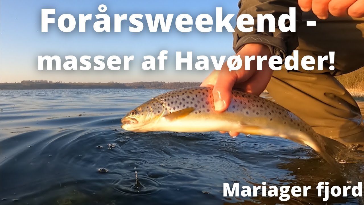 Forår i Mariager fjord 2022 - Masser af Havørreder!