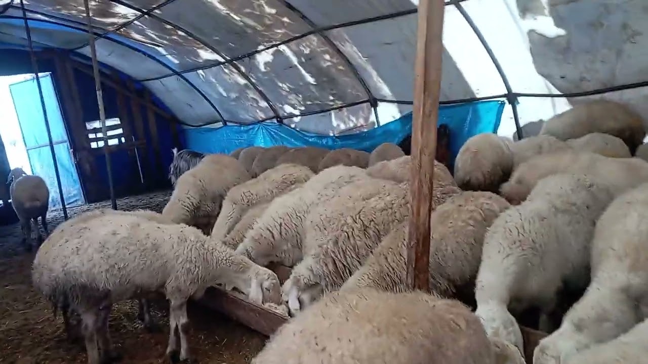 Koyun var kurt var köpek yok insan yok 
