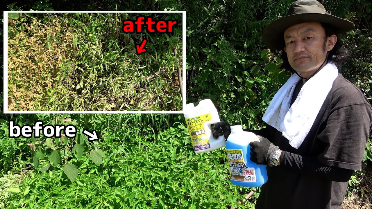 【検証】トヨチューのバカ売れ中の除草剤を使ってみた結果【カーメン君の畑】【ガーデニング】【雑草】【家庭菜園】