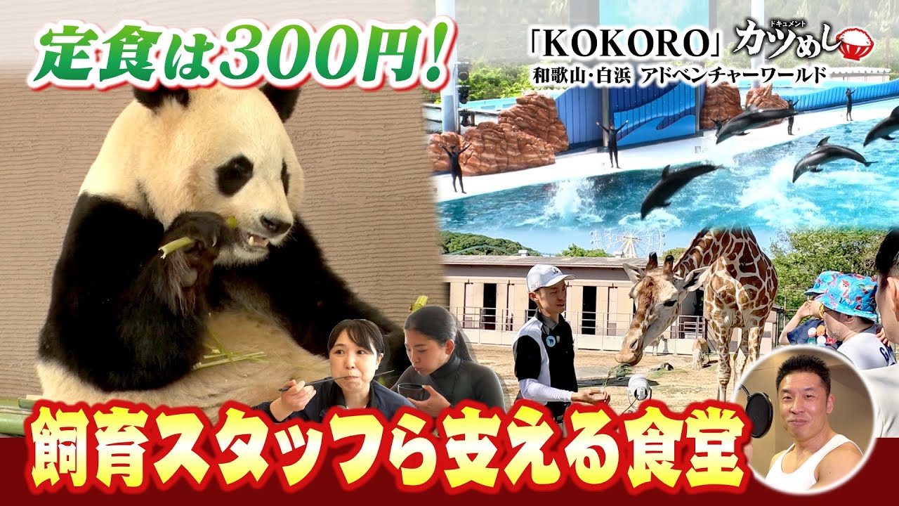 【カツめし】パンダら求めて来場者続々！アドベンチャーワールドの社員食堂に密着 　和歌山・白浜町「KOKORO」（2025年5月15日）
