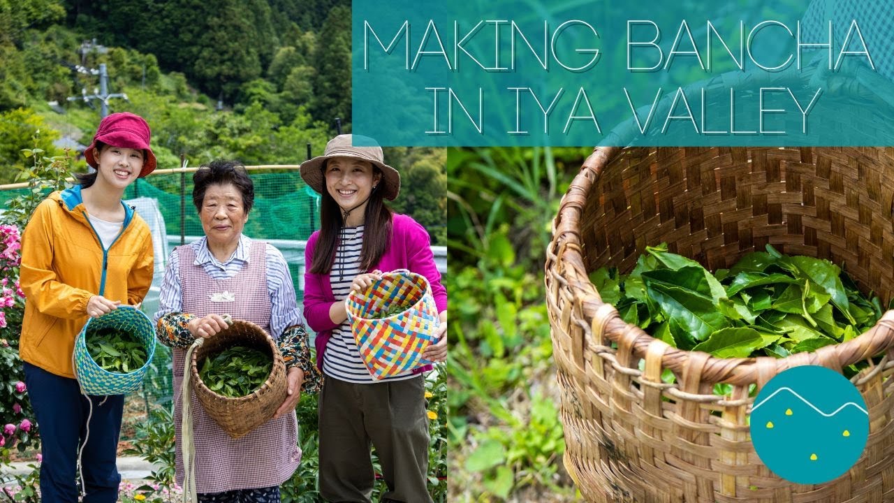 Making Bancha in Iya Valley | Nishi-Awa, Japan