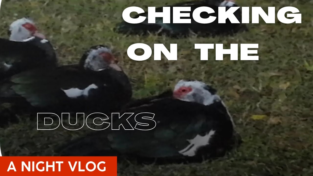 My Night Routine - Ducks On Alert From Raccoons