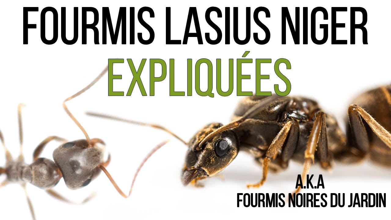 Laisus Niger, vous pensez tout savoir
