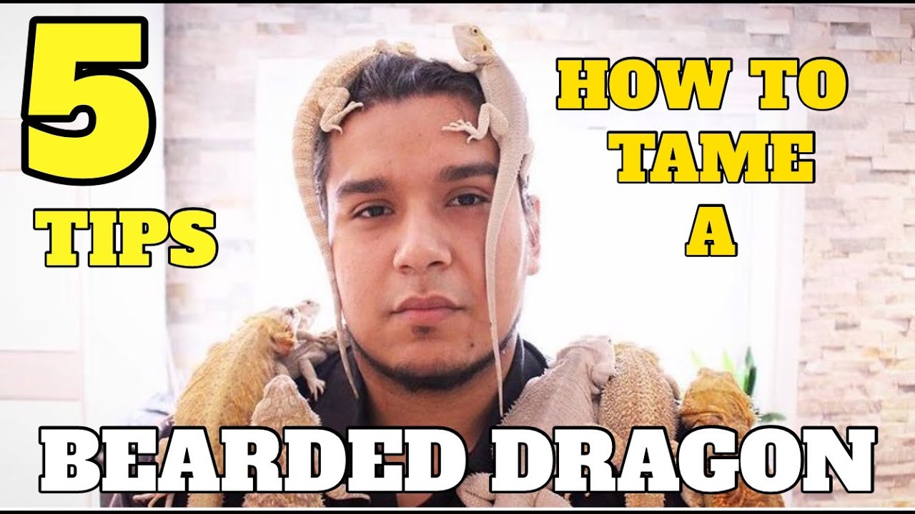 5 Must Try Tips On How Tame A Bearded Dragon!