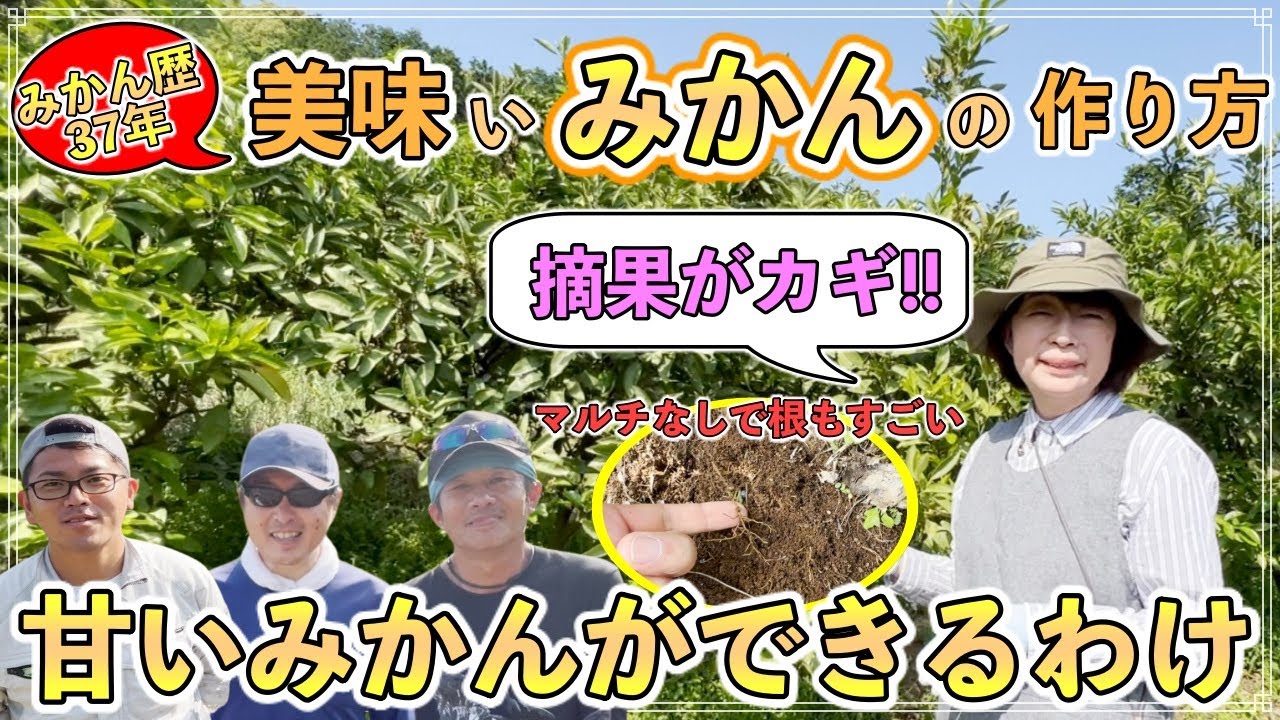 【目からウロコ】果樹歴37年の女性に教わる美味しいみかんの摘果と収穫のタイミング！！念願の冷凍みかん！むっちゃ美味しい！【長崎県みかん農家 柿本香代さん】